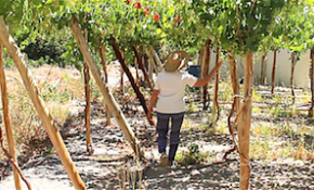 Paltas, mangos y uva de mesa invita a cosechar agricultora de Los Canales en Alto del Carmen [FOTOS]