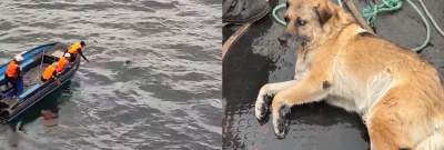 [VIDEO] Perro ciego nadaba desorientado en Talcahuano: Emocionante rescate