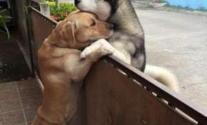 La conmovedora imagen de un perro que escapó para abrazar a su vecino [FOTO]
