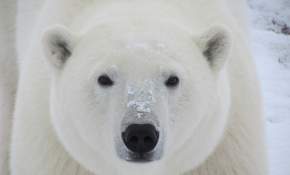 El oso polar: Un ícono del impacto del cambio climático